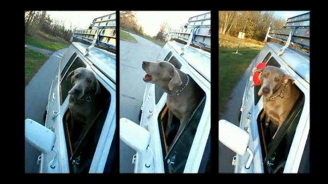 Worlds Funniest Talking Dog Super Britney's Funny dogs Truck Ride window peek смотреть онлайн