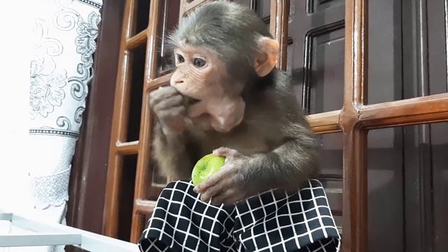 Monkey Doo Enjoys Green Apples In His Basket On Jungle Gym So Cute смотреть онлайн