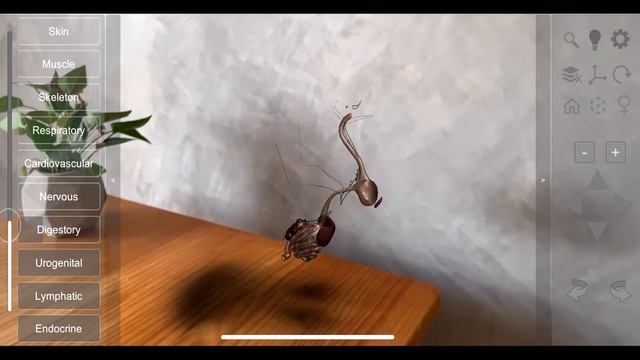 3D Bird Anatomy 2.0 for mobile devices смотреть онлайн