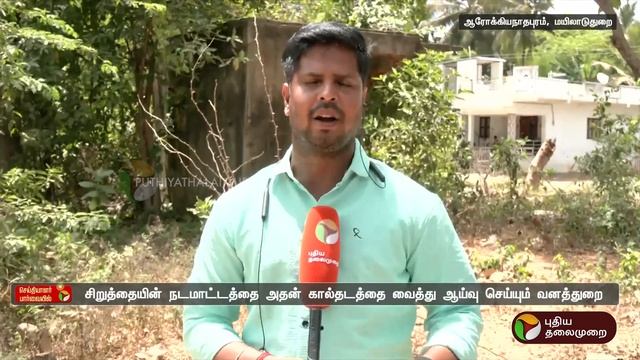 #JUSTIN | சிக்காத சிறுத்தை... பீதியில் மக்கள்.. நடவடிக்கை என்ன..? | Mayiladuthurai | PTT смотреть онлайн