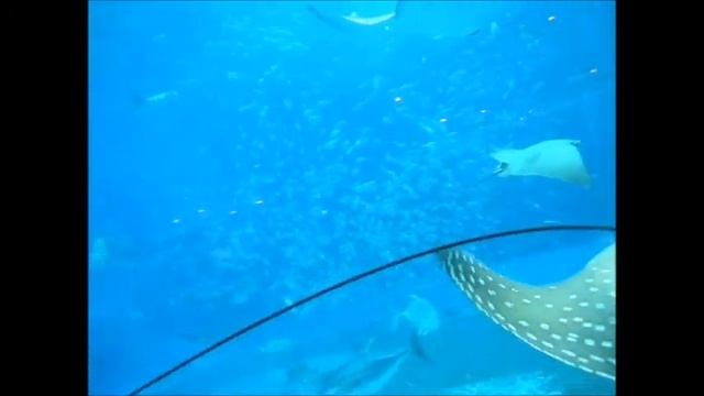 【Healing】Okinawa Churaumi Aquarium -The world of marine life viewed through giant acrylic windows смотреть онлайн