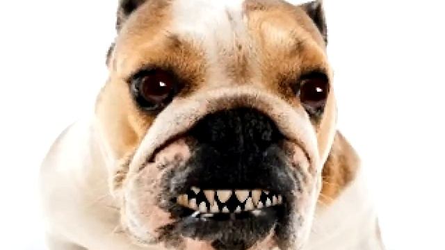 talking dog bull fell out of the window смотреть онлайн