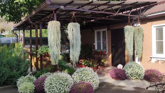 Как буду сохранять дихондру серебристую в доме зимой. Этот способ размножения даст 100% результат смотреть онлайн