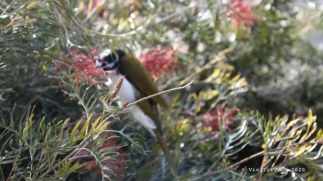 More Blue-faced Honeyeaters out the window смотреть онлайн