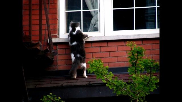 Cat in the window 2 / No Copyright Music / TOP Download Wallpaper / Cute Cat Wallpaper HD смотреть онлайн