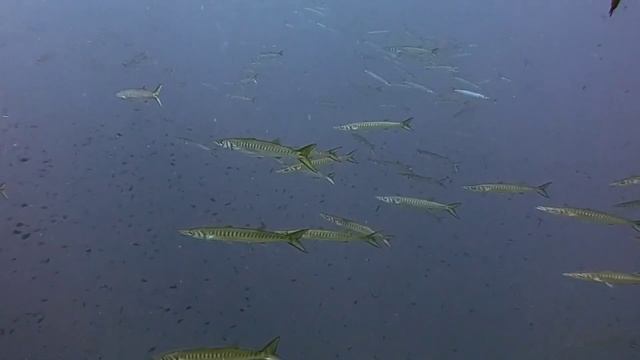 The Best 4K Aquarium for Relaxation II 🐠 Relaxing Oceanscapes - Sleep Meditation . смотреть онлайн