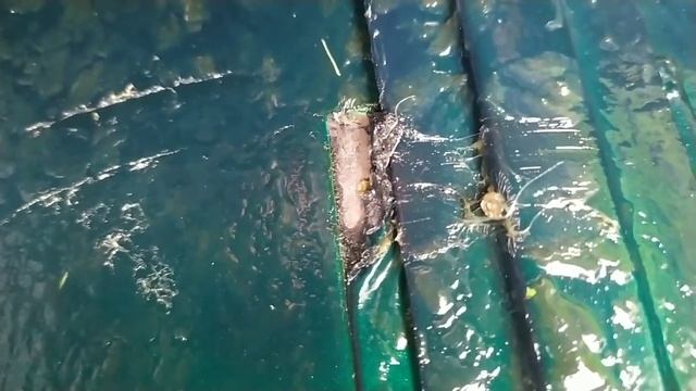 Нива Легенда. Течет вода в салон через дверь.