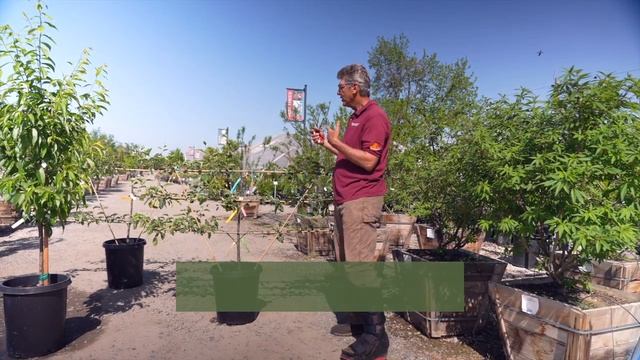 Maximize Your Garden: Experience the Abundance of 6 Apples in 1 Tree | Jon смотреть онлайн