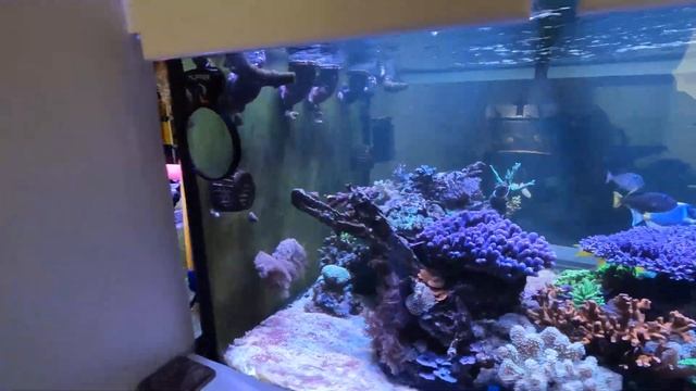 Reef Tank Update 2023 March смотреть онлайн