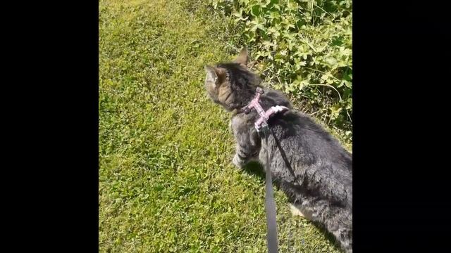 Fleetwood Mac - Everywhere (cover) смотреть онлайн