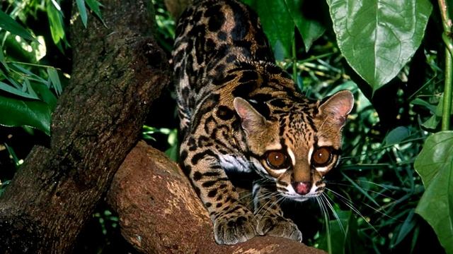FELINOS BRASILEIROS I ONÇA PINTADA, JAGUATIRICA, SUÇUARANA, JAGUARUNDI E OUTROS FELINOS DO BRASIL смотреть онлайн