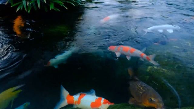 Mac Miller - Aquarium (music video) смотреть онлайн