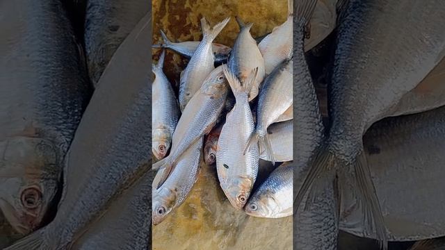 Bd Hilsha Fish2022 смотреть онлайн