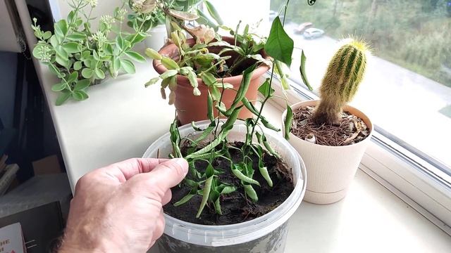 My small window garden: plants withered under the hot Siberian sun. A great girl with roller skates смотреть онлайн