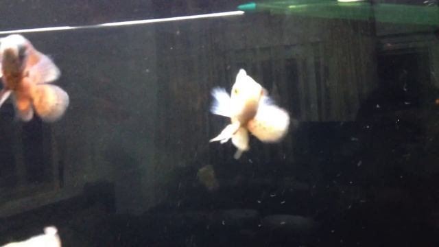 Baby Monster Fish 500 L Tank HD смотреть онлайн