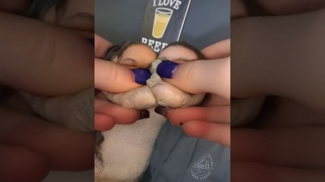 Сусана и Паша