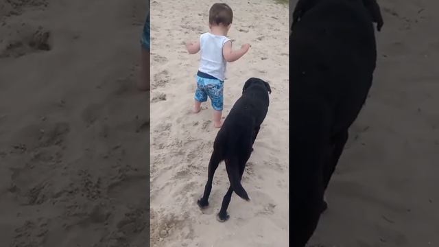 Собака, которая учит малыша ходить и не дает ему упасть 😍 смотреть онлайн