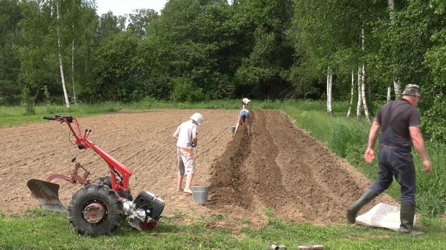 Посадка картофеля мотоблоком под плуг. Третий год - третий способ. МТЗ Weima 13 смотреть онлайн