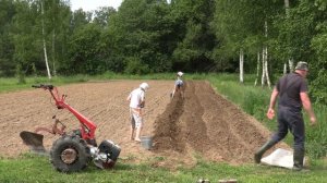 Посадка картофеля мотоблоком под плуг. Третий год - третий способ. МТЗ Weima 13