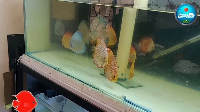 Hang On Back Canister Filter Maintenance || Discus Fish tank Filter || HOB filter смотреть онлайн