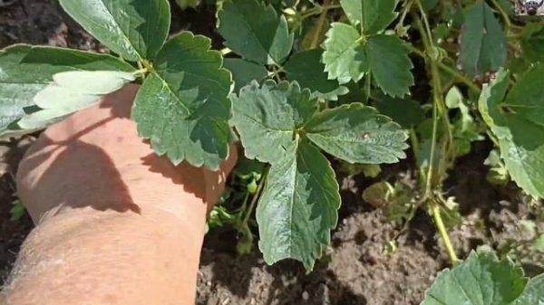 Насадка - культиватор для бензотриммера в работе. Подвязала томаты в теплице.