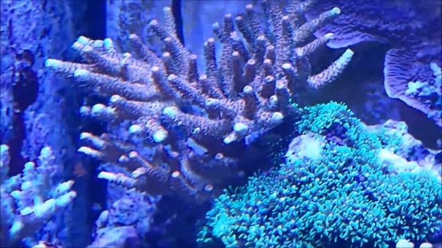 Coralust Reef Solutions Display Tank Introduction смотреть онлайн