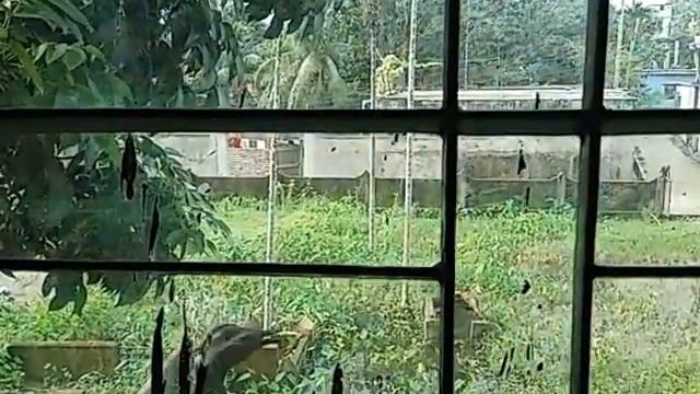 The Bird told me please open the window!!!! смотреть онлайн