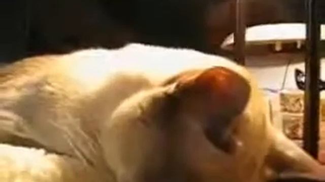 КОТ БЫСТРО ВЫРУБИЛСЯ!! смотреть онлайн