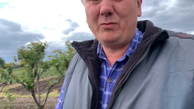 Жу-жу на моей плантации . смотреть онлайн