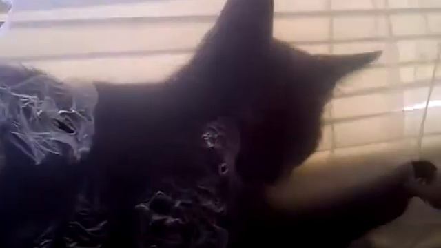 My cat playing in my window :D смотреть онлайн