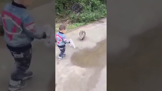 Best Funny Animal Videos of the year (2023), funniest animals ever. relax with cute animals video смотреть онлайн