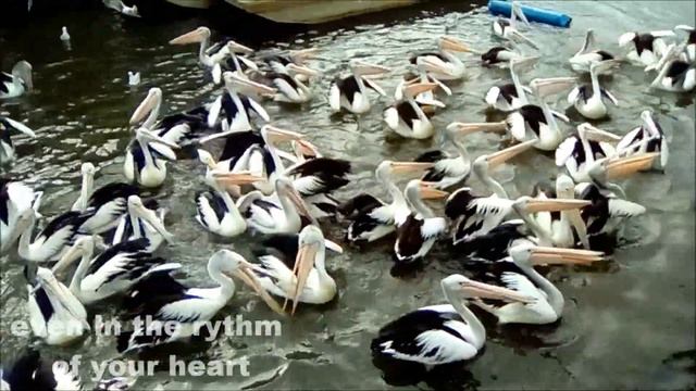 I hear the music - Peter S Smith / on Itunes & Amazon / Feeding the Pelicans смотреть онлайн
