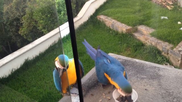 One wild macaw... two wild macaws смотреть онлайн