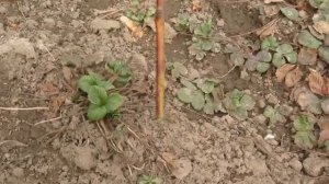 Моя попытка привить персик на алычу . Учусь.