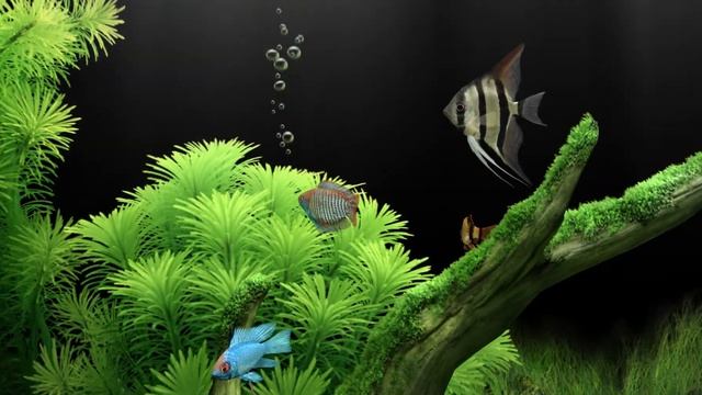 Dream Aquarium Screensaver 2021 09 03 22 10 11 смотреть онлайн
