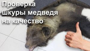 Ковёр из шкуры медведя-проверка на качество