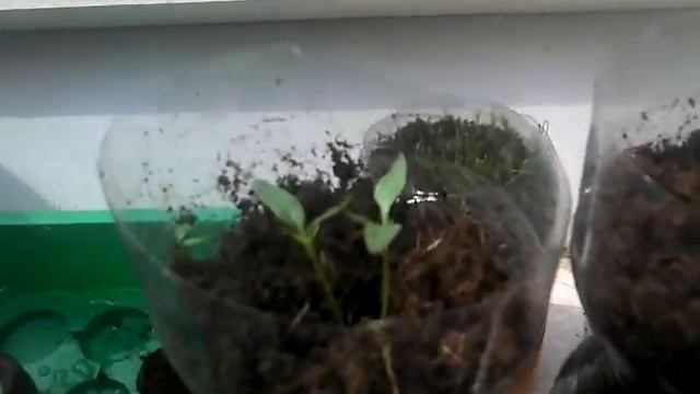 Windowsil Chillies Chili Day 17 смотреть онлайн