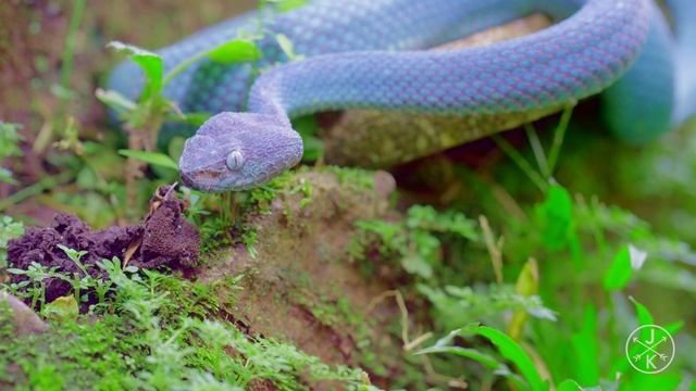 COSTA RICA IN 8K 60fps With Peaceful Piano Background Music(#nocopyrightmusic)
