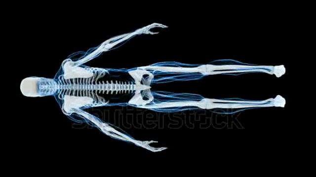 X-Ray Scan of Human Skeleton HD - 1768598 - Shutterstock Footage смотреть онлайн