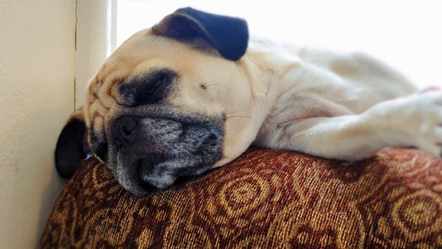 Pug lays on a sofa near a window where the sun keeps him warm (2022 - November 21) смотреть онлайн