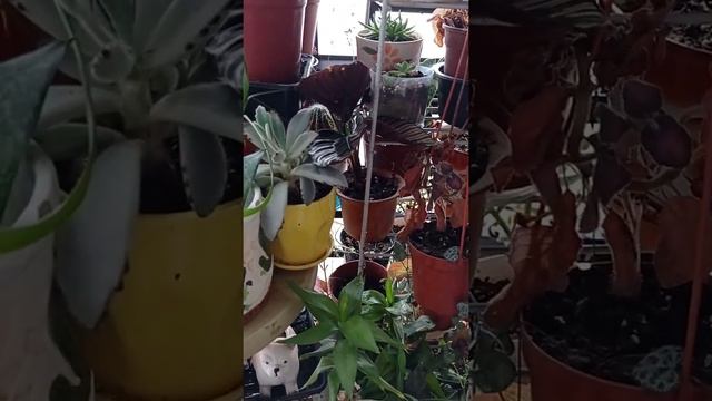 Christmas in My room with Window Garden смотреть онлайн