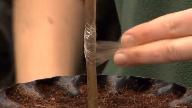 Grafting Newton's Apple Tree смотреть онлайн