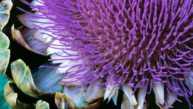 Windows 7 Garden Sound Effects смотреть онлайн