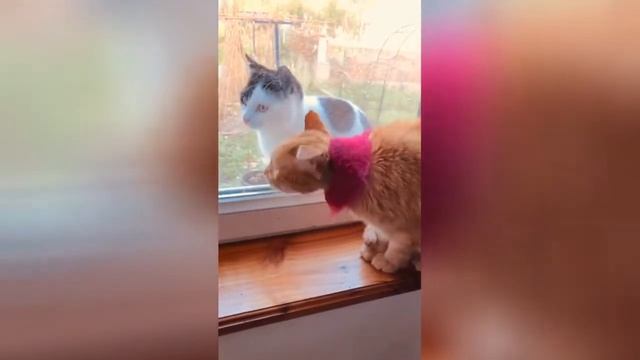My Meowmy opened the window from the top so my new friend could hear my welcoming meows смотреть онлайн
