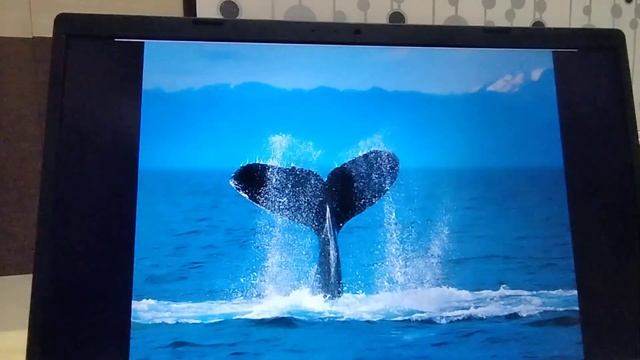 Windows Vista's Media Center смотреть онлайн