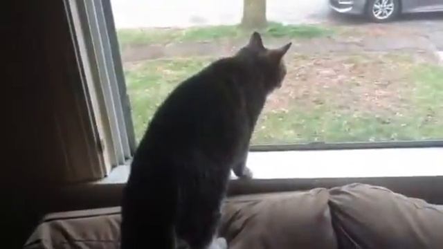 My cat jumps on the sofa and stares out the window. смотреть онлайн