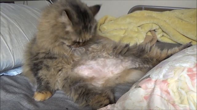 2017年12月23日TRAIN SUITE ウィングの今週の猫動画ｼﾘｰｽﾞ#1 смотреть онлайн