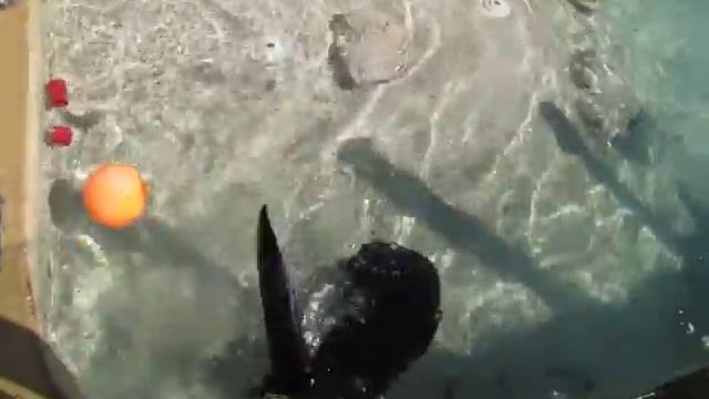 otter apple bobbing смотреть онлайн