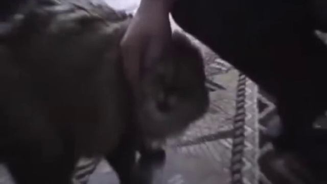 ОШИБОЧНЫЙ КОТ смотреть онлайн