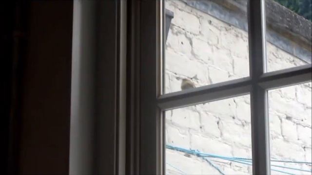 bird trying to get in through the window смотреть онлайн
